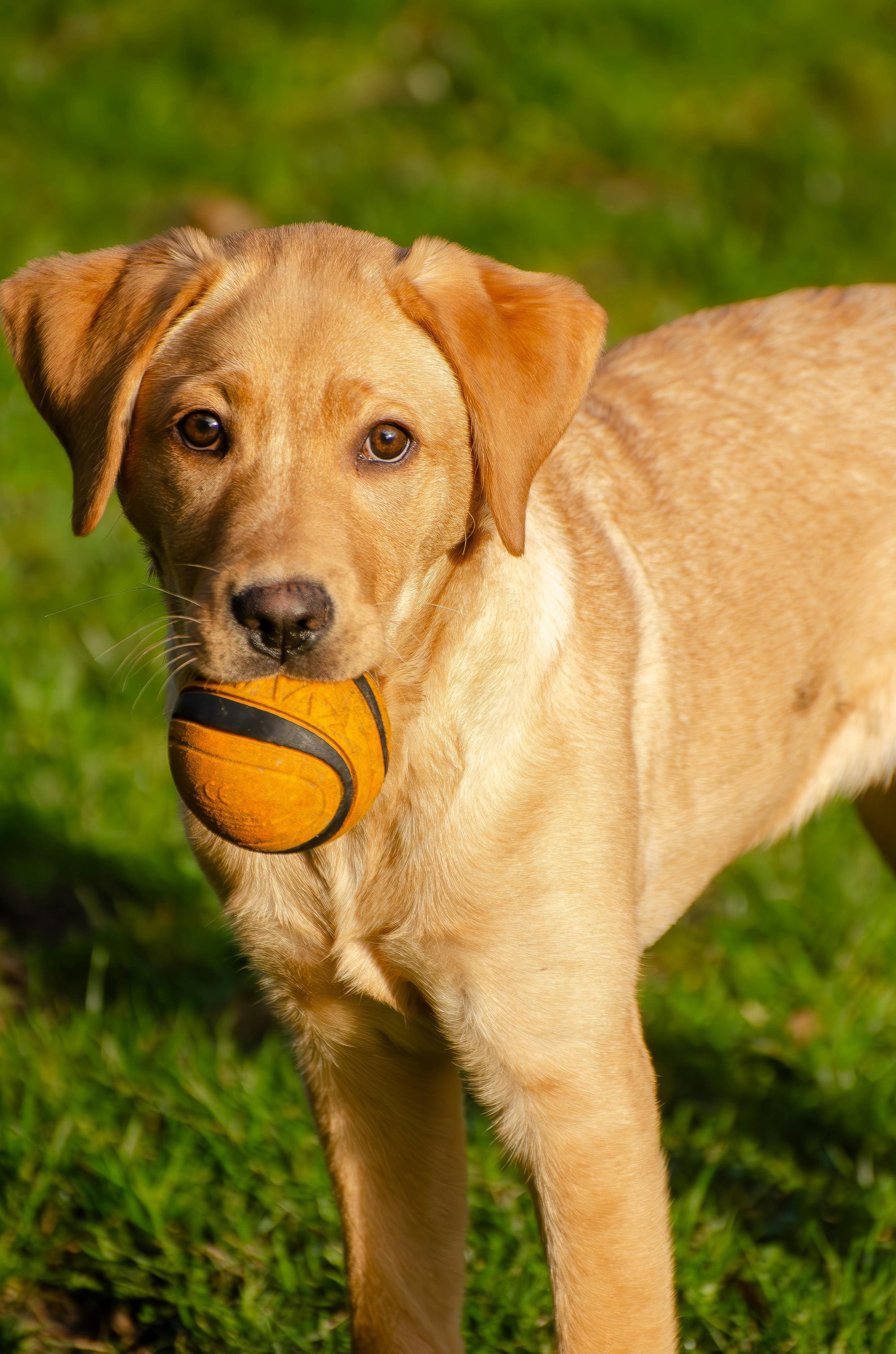 Balle en Caoutchouc Résistante pour Chien