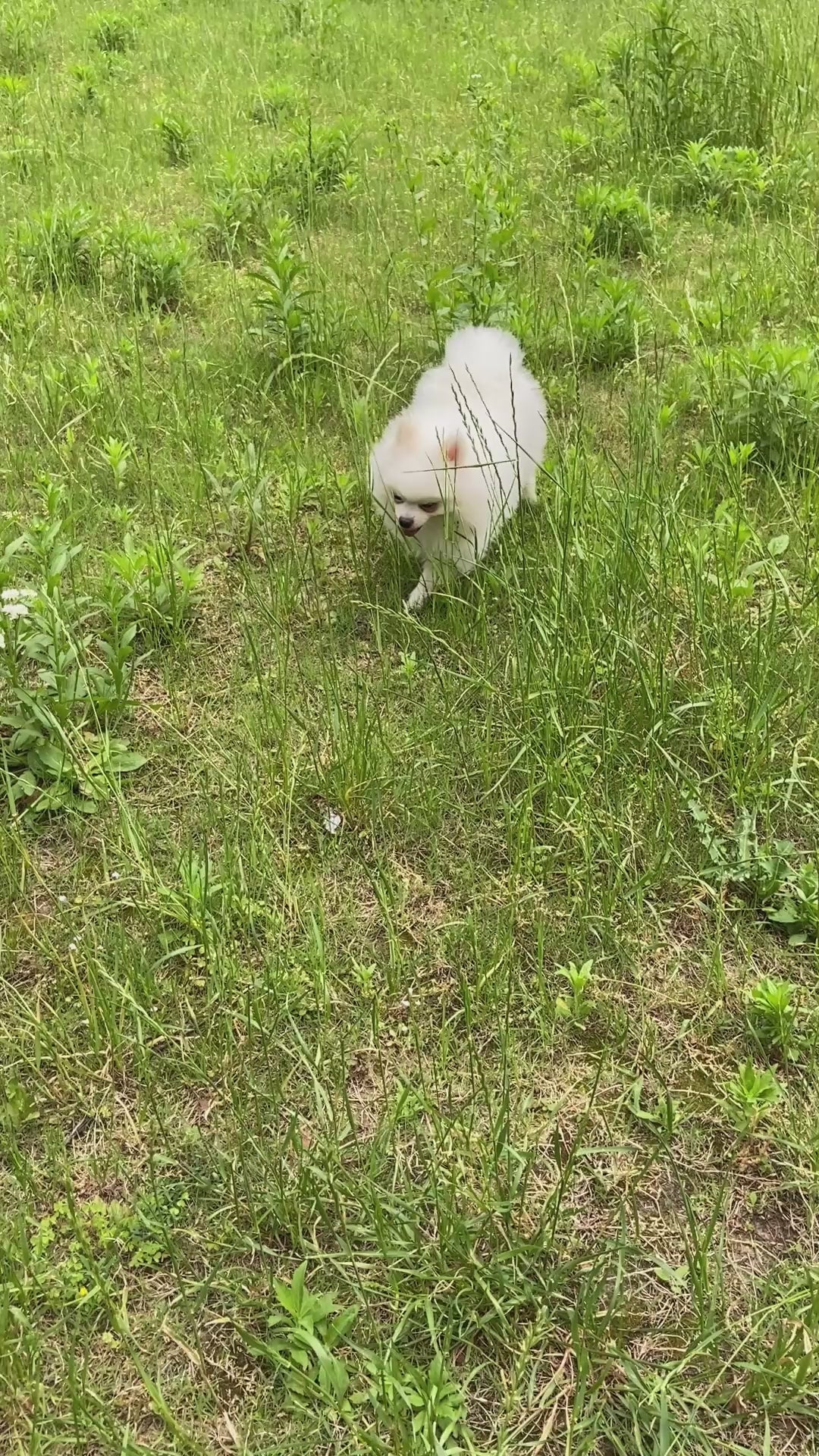 La Gourde Tout-en-Un pour Chien