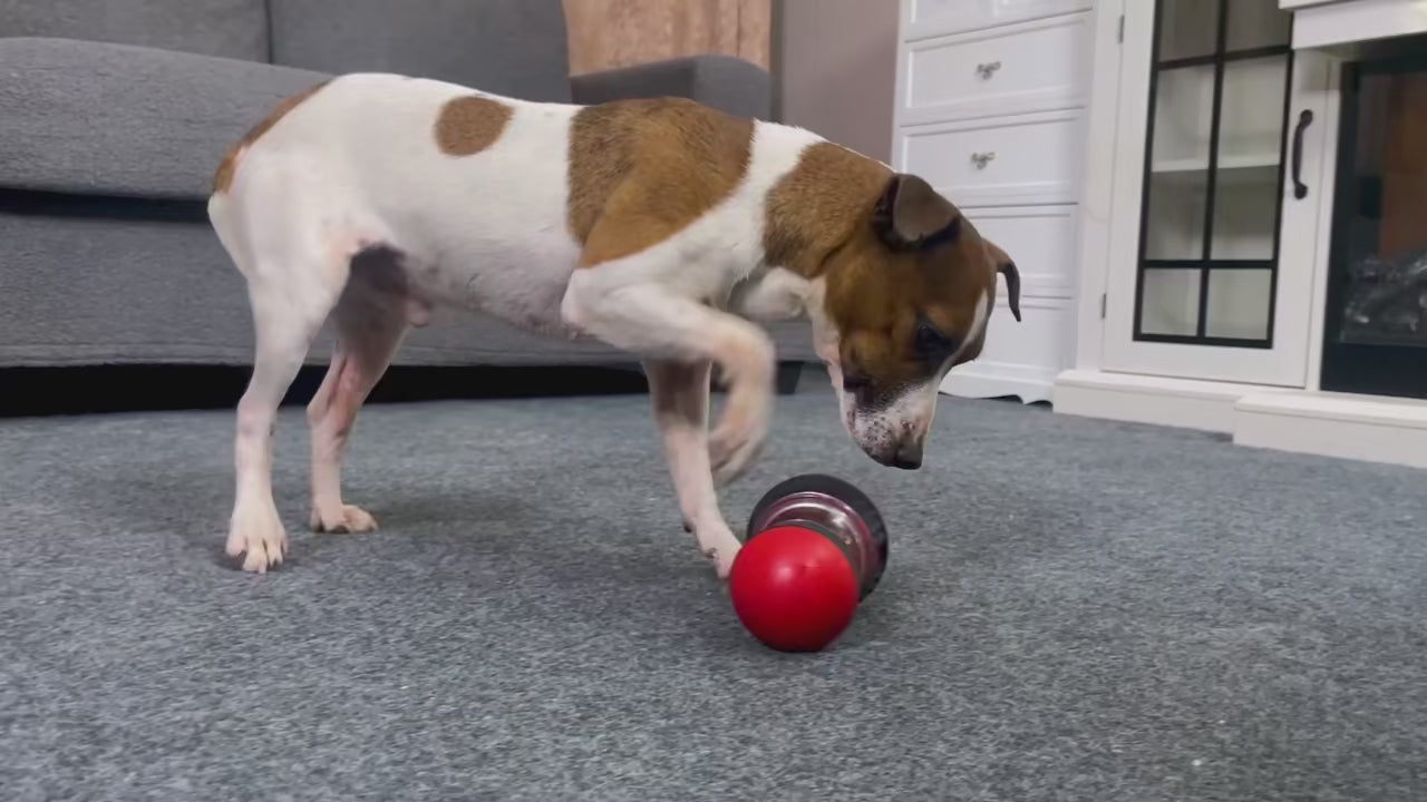 Jouet distributeur - Pour un chien plus vif et actif