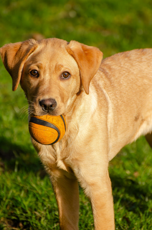 Balle en Caoutchouc Résistante pour Chien